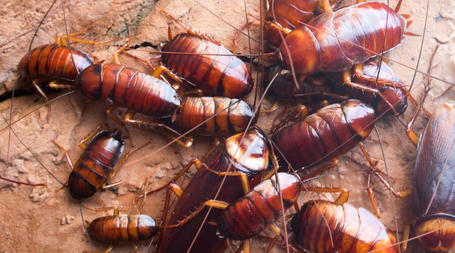 Professional residential pest control services services in Warren